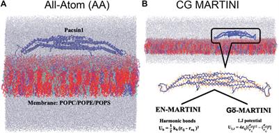 Optimizing Gō-MARTINI Coarse-Grained Model for F-BAR Protein on Lipid Membrane